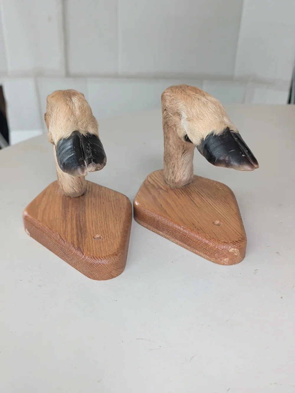 Taxidermy 2 Deer Hooves Wall Hooks Or Rack Brown & Black Office Man Cave